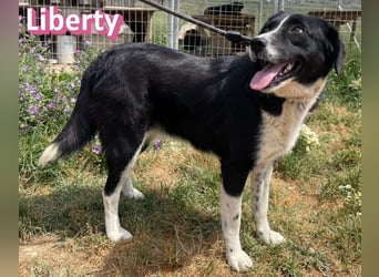Liberty, 09/21 - treue Hündin sucht ihre Menschen