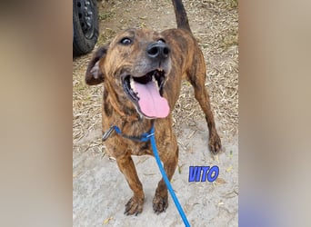Vito, 10/24 - lieber Eyecatcher sucht Familie