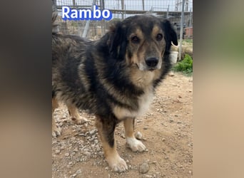Rambo 01/22 - aktives Moppelchen sucht Diätpartner