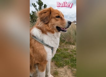 Bailey 04/24 - charakterstarke Hündin sucht neues Zuhause