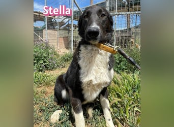 Stella, 01/24 - schüchterne Maus sucht Familie