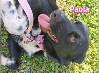 Paola - Ein Hund für Strandspaziergänge
