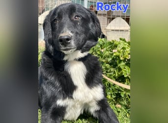 Rocky - schüchterner Bub sucht ein "Für immer" Körbchen