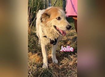 Jolie, 08/24 - ruhige Begleiterin sucht ihre Menschen