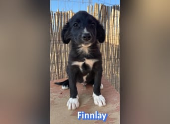 Finnlay, 05/26 - Schwarzköpfchen sucht Familie