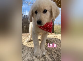 Lola, 02/26 - Wuschelchen sucht Körbchen