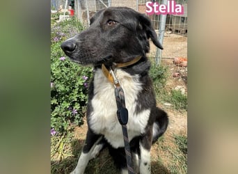 Stella, 01/24 - schüchterne Maus sucht Familie