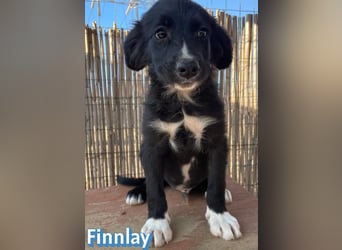 Finnlay, 05/26 - Schwarzköpfchen sucht Familie