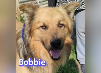 Bobbie - lebensfroher Kämpfer sucht sein Zuhause