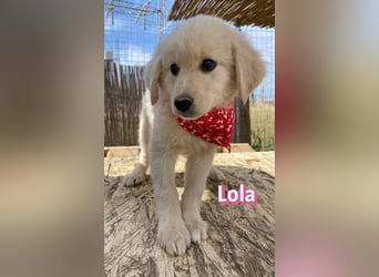 Lola, 02/26 - Wuschelchen sucht Körbchen