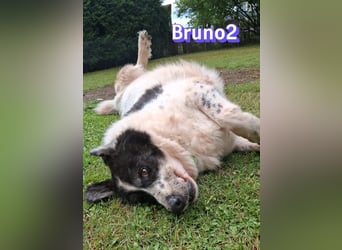 Bruno2, 10/17 - gemütlicher Senior wartet in 85276 Pfaffenhofen a. d. Ilm