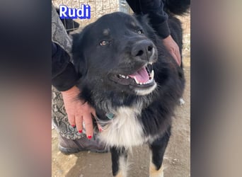 Rudi - Wuschelchen sucht Kuschelkörbchen