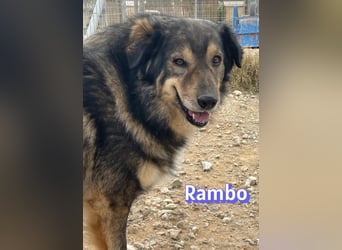 Rambo 01/22 - aktives Moppelchen sucht Diätpartner