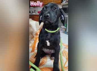 Holly - sozial und verschmust