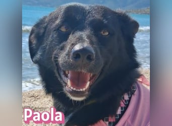 Paola - Ein Hund für Strandspaziergänge