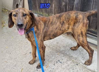 Vito, 10/24 - lieber Eyecatcher sucht Familie