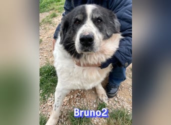 Bruno2, 10/17 - gemütlicher Senior wartet in 85276 Pfaffenhofen a. d. Ilm