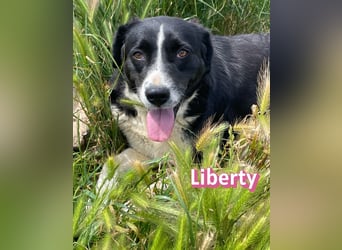 Liberty, 09/21 - treue Hündin sucht ihre Menschen