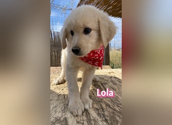 Lola, 02/26 - Wuschelchen sucht Körbchen