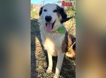 Rosa, 12/23 - sanfte Seele sucht Zuhause