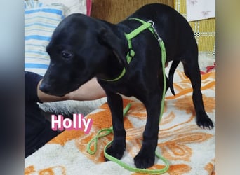 Holly - sozial und verschmust