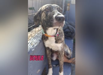 Voula, 10/25 - sanfte Seele sucht Familie