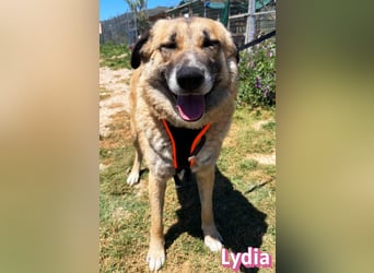 Lydia, 05/23 - gemütliche Schmusemaus sucht Familie