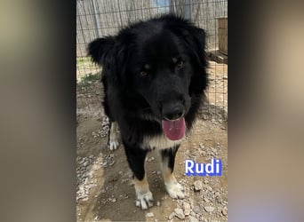 Rudi - Wuschelchen sucht Kuschelkörbchen