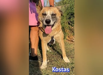 Kostas, 08/20 - ruhiger Rüde sucht Familie