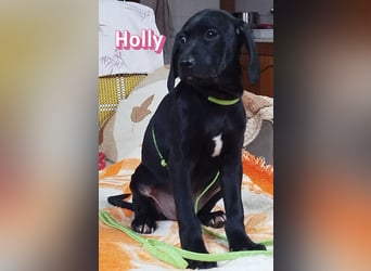 Holly - sozial und verschmust