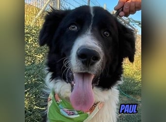 Paul, 10/25 - süßer Plüscher sucht Familie