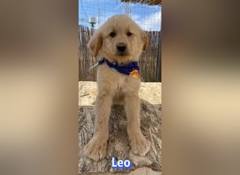 Leo, 02/26 - Zukunft gesucht