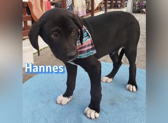 Hannes - sozial und verschmust