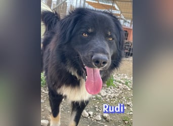 Rudi - Wuschelchen sucht Kuschelkörbchen