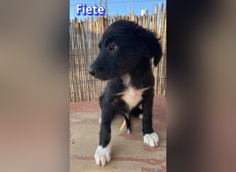 Fiete, 05/26 - süßer Wuschel sucht Familie
