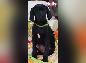 Holly - sozial und verschmust