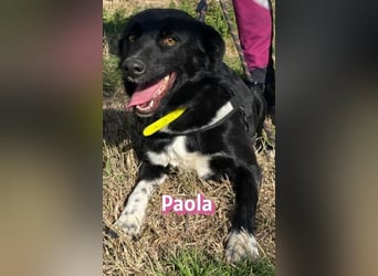 Paola - Ein Hund für Strandspaziergänge
