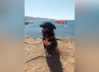 Paola - Ein Hund für Strandspaziergänge