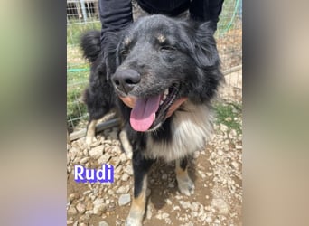 Rudi - Wuschelchen sucht Kuschelkörbchen