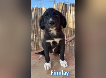 Finnlay, 05/26 - Schwarzköpfchen sucht Familie