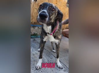 Voula, 10/25 - sanfte Seele sucht Familie