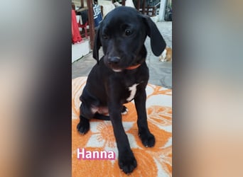 Hanna - sozial und verschmust