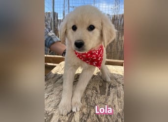 Lola, 02/26 - Wuschelchen sucht Körbchen