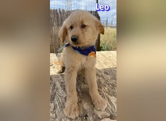 Leo, 02/26 - Zukunft gesucht