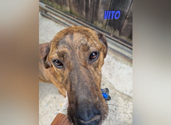 Vito, 10/24 - lieber Eyecatcher sucht Familie