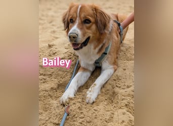 Bailey 04/24 - charakterstarke Hündin sucht neues Zuhause