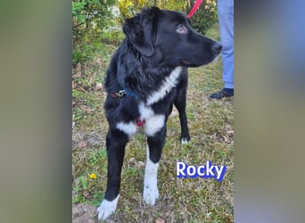 Rocky - schüchterner Bub sucht ein "Für immer" Körbchen