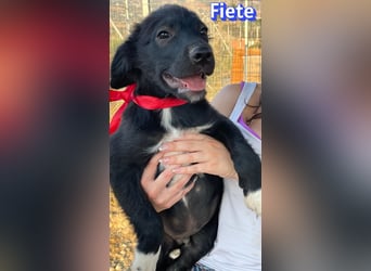 Fiete, 05/26 - süßer Wuschel sucht Familie