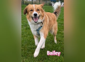 Bailey 04/24 - charakterstarke Hündin sucht neues Zuhause