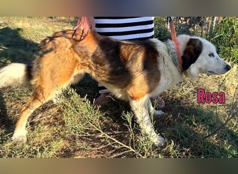 Rosa, 12/23 - sanfte Seele sucht Zuhause